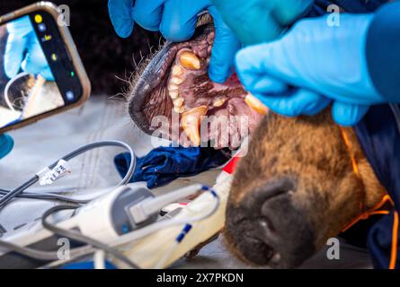 Stuer, Germania. 21 maggio 2024. Durante un controllo di routine nel santuario degli orsi di Müritz, i denti dell'orso di 30 anni 'Masha' vengono esaminati dai veterinari. Oltre al controllo medico di routine dell'orso, i veterinari di Berlino vaccinano anche gli altri animali nel parco gestito dalla fondazione per il benessere degli animali "Vier Pfoten". Il Santuario degli Orsi di Müritz è attualmente sede di 13 orsi che in precedenza erano tenuti in condizioni inadeguate in grandi recinti naturali. Crediti: Jens Büttner/dpa/Alamy Live News Foto Stock