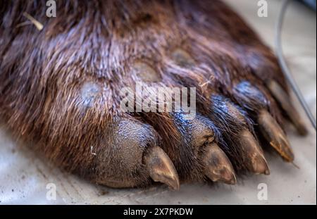 Stuer, Germania. 21 maggio 2024. La zampa dell'orso di 30 anni "Masha", che fu anestetizzato per l'esame dai veterinari, giace sul pavimento nella sala trattamenti del Santuario degli Orsi di Müritz. Oltre al controllo medico di routine dell'orso, i veterinari di Berlino vaccinano anche gli altri animali nel parco gestito dalla fondazione per il benessere degli animali "Vier Pfoten". Il Santuario degli Orsi di Müritz è attualmente sede di 13 orsi che in precedenza erano tenuti in condizioni inadeguate in grandi recinti naturali. Crediti: Jens Büttner/dpa/Alamy Live News Foto Stock