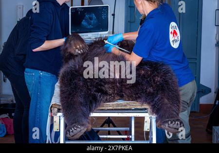 Stuer, Germania. 21 maggio 2024. La Vet Julia Bohner esamina l'orso di 30 anni "Masha" con un dispositivo a ultrasuoni nel santuario degli orsi di Müritz. Oltre al controllo medico di routine dell'orso, i veterinari di Berlino vaccinano anche gli altri animali nel parco gestito dalla fondazione per il benessere degli animali "Vier Pfoten". Il Santuario degli Orsi di Müritz è attualmente sede di 13 orsi che in precedenza erano tenuti in condizioni inadeguate in grandi recinti naturali. Crediti: Jens Büttner/dpa/Alamy Live News Foto Stock