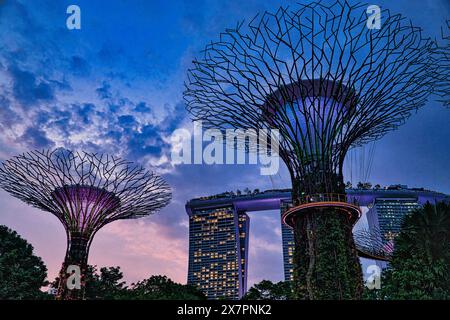 Al tramonto, il Supertree Grove a Gardens by the Bay a Singapore, con le torri del resort Marina Bay Sands illuminate alle spalle. Foto Stock