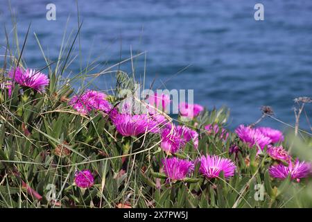 Fiori rosa (Carpobrotus) sulla riva del Mar Mediterraneo, vicino alla città di Antibes Foto Stock