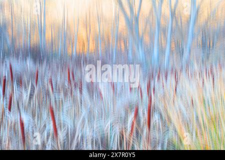 Un affascinante astratto di una foresta e di un prato, ritratto in una sfocatura in movimento che fonde le calde sfumature del tramonto con il blu fresco e i rossi ardenti della natura Foto Stock