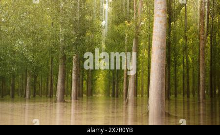Questa accattivante immagine presenta una tranquilla scena forestale, splendidamente riflessa nelle calme acque di un'alluvione, creando un'immagine speculare perfetta in mezzo a te Foto Stock