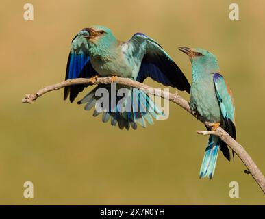 Due vivaci rulli europei, conosciuti scientificamente come Coracias garrulus, mostrano il loro incredibile piumaggio blu e turchese mentre sono appollaiati fianco a fianco Foto Stock