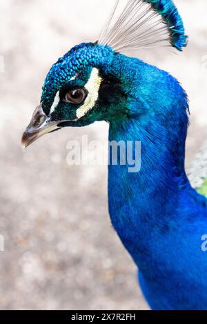 Un vivido primo piano che cattura lo scintillante piumaggio blu e i suggestivi motivi della testa di pavone indiano. Foto Stock