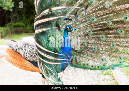 Uno splendido pavone indiano con piumaggio blu e verde iridescente in piena mostra. Foto Stock