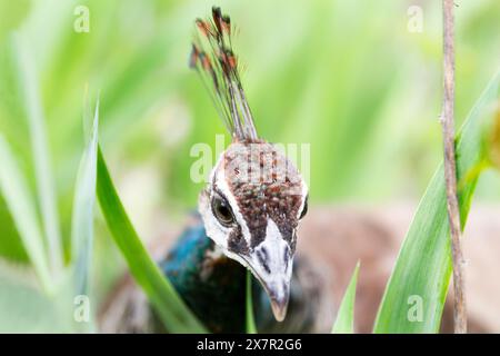 Un primo piano dettagliato della testa di un pavone, con motivi intricati e colori vivaci in mezzo al fogliame verde. Foto Stock