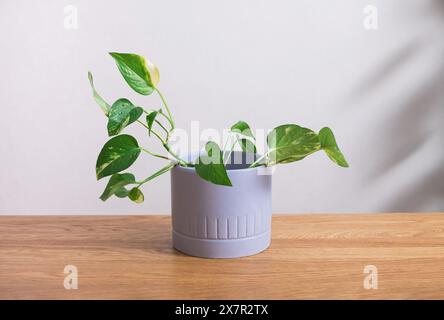 Una pianta di pothos, conosciuta anche come edera del Diavolo, con variegate foglie verdi e gialle, si trova in una moderna pentola grigia su un tavolo di legno, simboleggiando la ga interna Foto Stock