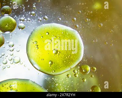 Vista ravvicinata delle goccioline di olio verde-giallastro che galleggiano nell'acqua, creando uno sfondo astratto tranquillo ma dinamico ispirato agli elementi naturali. Foto Stock