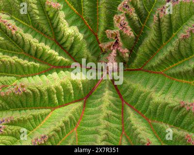 Foto ravvicinata che cattura gli intricati motivi e texture di una grande foglia di Gunnera con spiccate venature rosse e sfumature verdi. Foto Stock