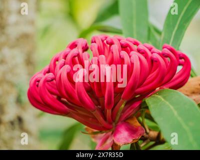 Un primo piano di una waratah rosa brillante (Telopea speciosissima) fiorita circondata da foglie verdi lussureggianti, che mostrano i dettagli intricati del suo testo unico Foto Stock