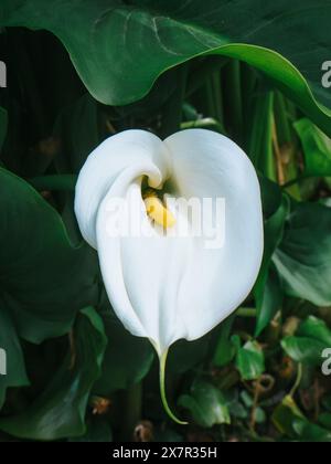 Una splendida giglio di calla bianca con una spadix gialla brillante si distingue su uno sfondo di foglie verdi vibranti, che mette in mostra le sue eleganti curve e le sue Foto Stock