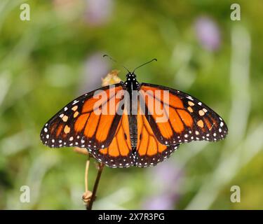 Una farfalla Monarch - Danaus plexippus arroccato su un fiore essiccato. Oeiras, Portogallo. Famiglia Nymphalidae. Messa a fuoco superficiale selettiva. Spazio per la copia. Foto Stock