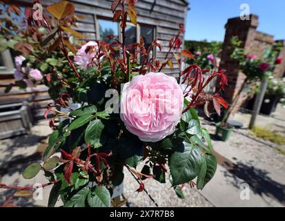 Olivia Rose Austin (una rosa di arbusto medio) presso i giardini di rose David Austin, Bowling Green Lane, Albrighton, Shropshire, Inghilterra, Regno Unito. Foto Stock