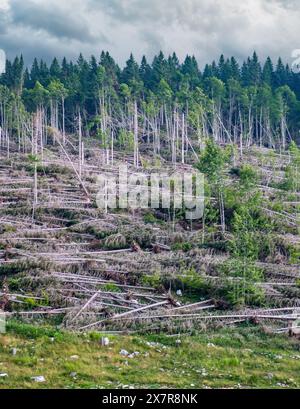 La tempesta Vaia (2018) causò notevoli danni alle foreste italiane, soprattutto nel nord-est dell'Italia. Foto Stock