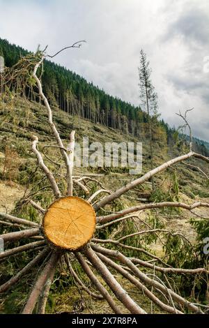 La tempesta Vaia (2018) causò notevoli danni alle foreste italiane, soprattutto nel nord-est dell'Italia. Foto Stock