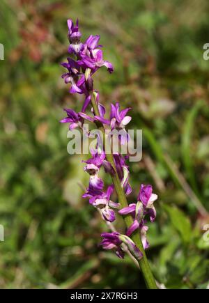 Early Purple Orchid, Orchis mascula, Orchidaceae Oxfordshire, Regno Unito Foto Stock