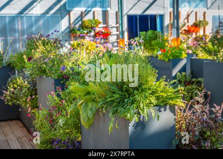 Grandi vasi di fiori rialzati nel negozio, piante, erbe e verdure per terrazza, balcone e giardino Foto Stock