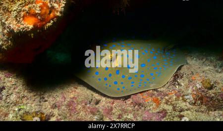 ritratto di timide pastinache bluespotate che si nascondono in una fessura nella barriera corallina del parco marino di watamu, kenya Foto Stock