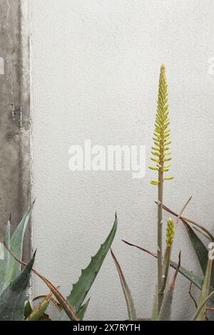 L'aloe, comunemente chiamata aloe, aloe o acíbar, tra gli altri, è un genere di piante succulente. Foto Stock