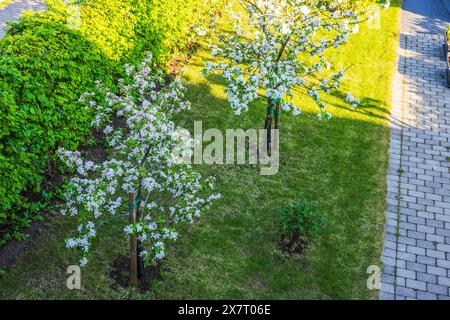 Splendida vista dall'alto dei meli in fiore nel giardino di una villa privata. Svezia. Foto Stock