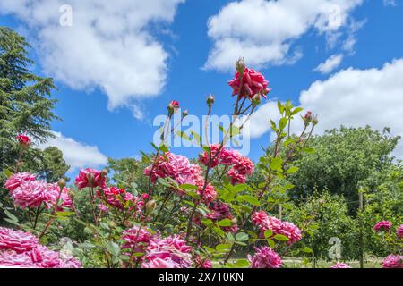 Un primo piano del fiore Rosa chinensis noto come rosa cinese o rosa del Bengala Foto Stock