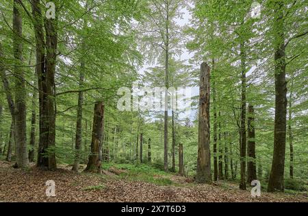 Foresta morente a causa dell'infestazione di scarabeo della corteccia nella foresta bavarese vicino al confine ceco, Baviera, Germania Foto Stock
