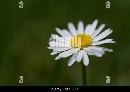 Primo piano di una comune margherita inglese in un prato Foto Stock