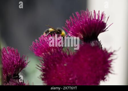 Un bumblebee in cerca di polline su un cardo a pennacchio Foto Stock
