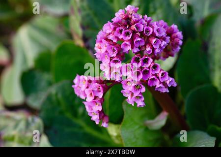 Bergenia fiori rosa in giardino. Bergenia cordifolia fioritura. Primo piano. Foto Stock