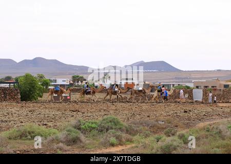 Volcan Calderon Hondo a Fuerteventura, Isole Canarie, Spagna - 21 novembre 2023: Cammelli con turisti che camminano su sentieri sterrati Foto Stock