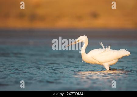 uccello in acqua, airone al momento della caccia Foto Stock