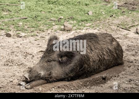 cinghiale dormiente al sole Foto Stock