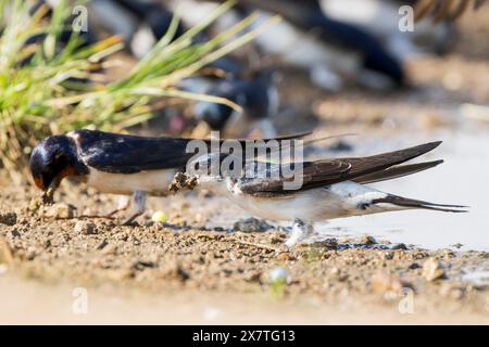 WESTERN House Martin, Delichon urbicum, un adulto singolo che raccoglie fango per nidificare nella piscina a terra, penisola di Kaliakra, Bulgaria Foto Stock