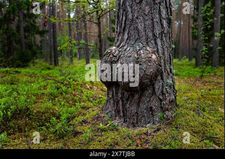 Tumore dell'albero nella foresta Foto Stock