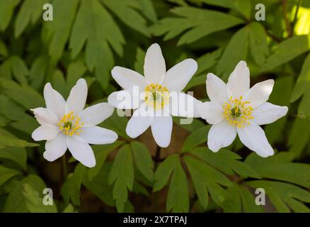 Legno fioritura di anemone Foto Stock