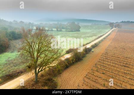 Vista aerea delle terre coltivate e delle siepi in autunno con nebbia. Ayegui, Navarra, Spagna, Europa. Foto Stock