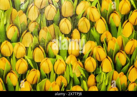 campione di carta da parati in vinile con tulipani gialli, un gran numero di tulipani gialli Foto Stock