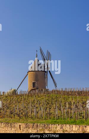 Vigneti primaverili con mulino a vento Chenas a Beaujolais, Borgogna, Francia Foto Stock