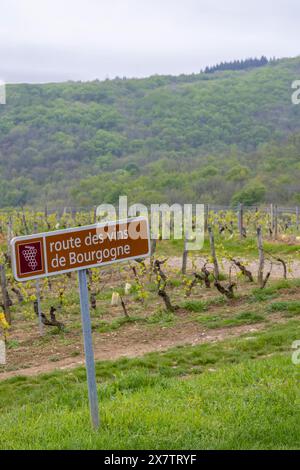 Strada del vino vicino a Saint-Veran e Macon, Borgogna, Francia Foto Stock