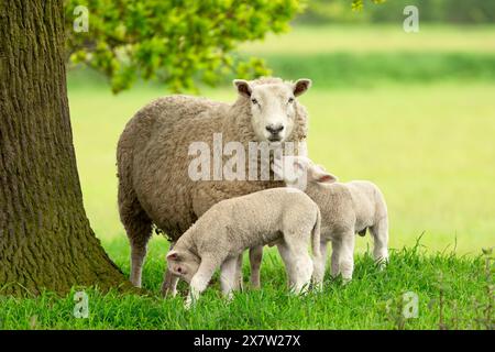 Sheep and lambs,  A mother sheep and her two twin lambs in Springtime.  A tender moment between mum and her babies in lush green field. East Yorkshire Foto Stock