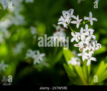 Pianta di Woodruff in una giornata di sole e con sfondo sfocato Foto Stock