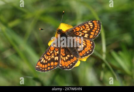 Una splendida e rara farfalla frittillaria di Marsh, Euphydryas aurinia, nettare su un fiore selvatico di ButterCup. Foto Stock