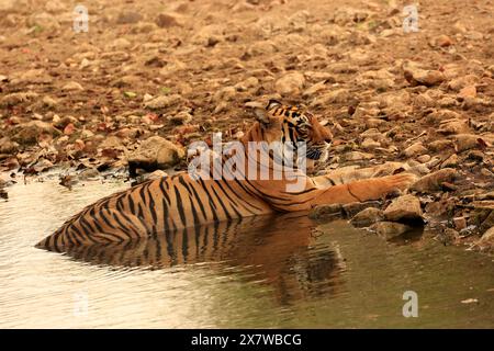 La splendida fauna selvatica del parco nazionale di Ranthambore Foto Stock