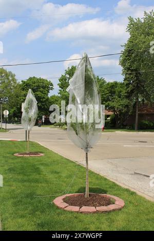 Due piccoli alberi ricoperti di tessuto di formaggio come protezione dalle cicale a Morton Grove, Illinois Foto Stock