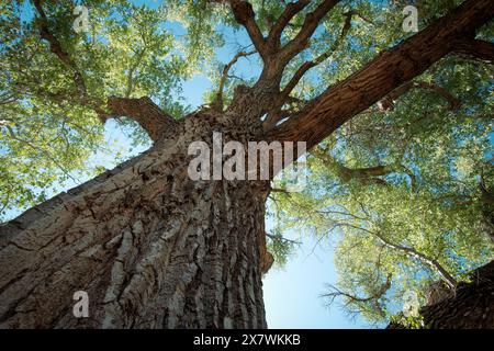 Torreggiante albero di cottonwood a Sedona, Arizona Foto Stock