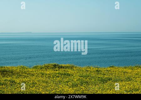 Una composizione perfettamente divisa che mostra il cielo blu, il mare blu e un campo di fiori gialli, creando un suggestivo paesaggio tricolore Foto Stock