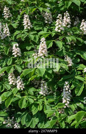 Fiori di castagno di cavallo in primavera (Aesculus hippocastanum) - Regno Unito Foto Stock