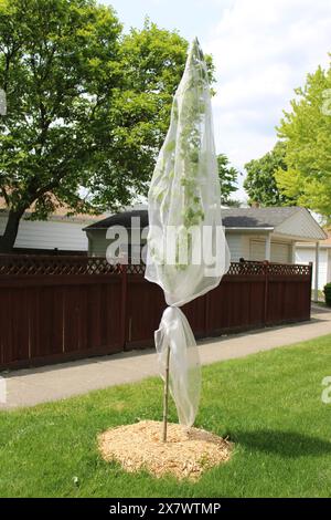 Piccolo e stretto albero d'acero ricoperto di tessuto di formaggio su un prato come protezione da cicada a Morton Grove, Illinois Foto Stock