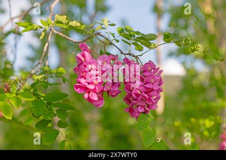 Splendida Rosa Acacia, Robinia pseudoacacia, fioritura nel giardino primaverile. Primo piano su robinia viscosa. Sfondo stagionale primaverile con verde fresco. Foto Stock